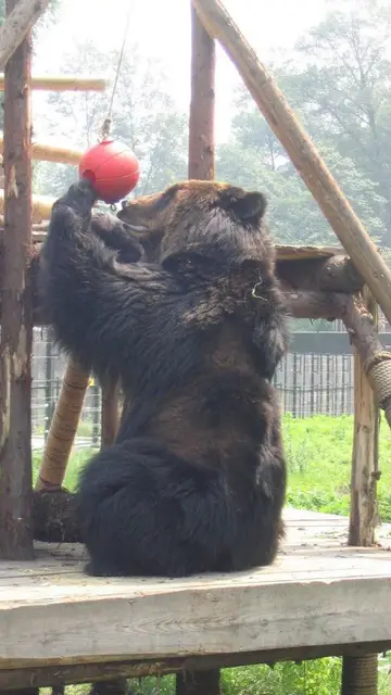 Caesar jugando en su nuevo hogar Caesar jugando en su nuevo hogar