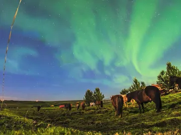 Caballos pastando bajo auroras boreales Caballos pastando bajo auroras boreales