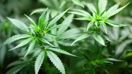Planta de Marihuana Planta de Marihuana
