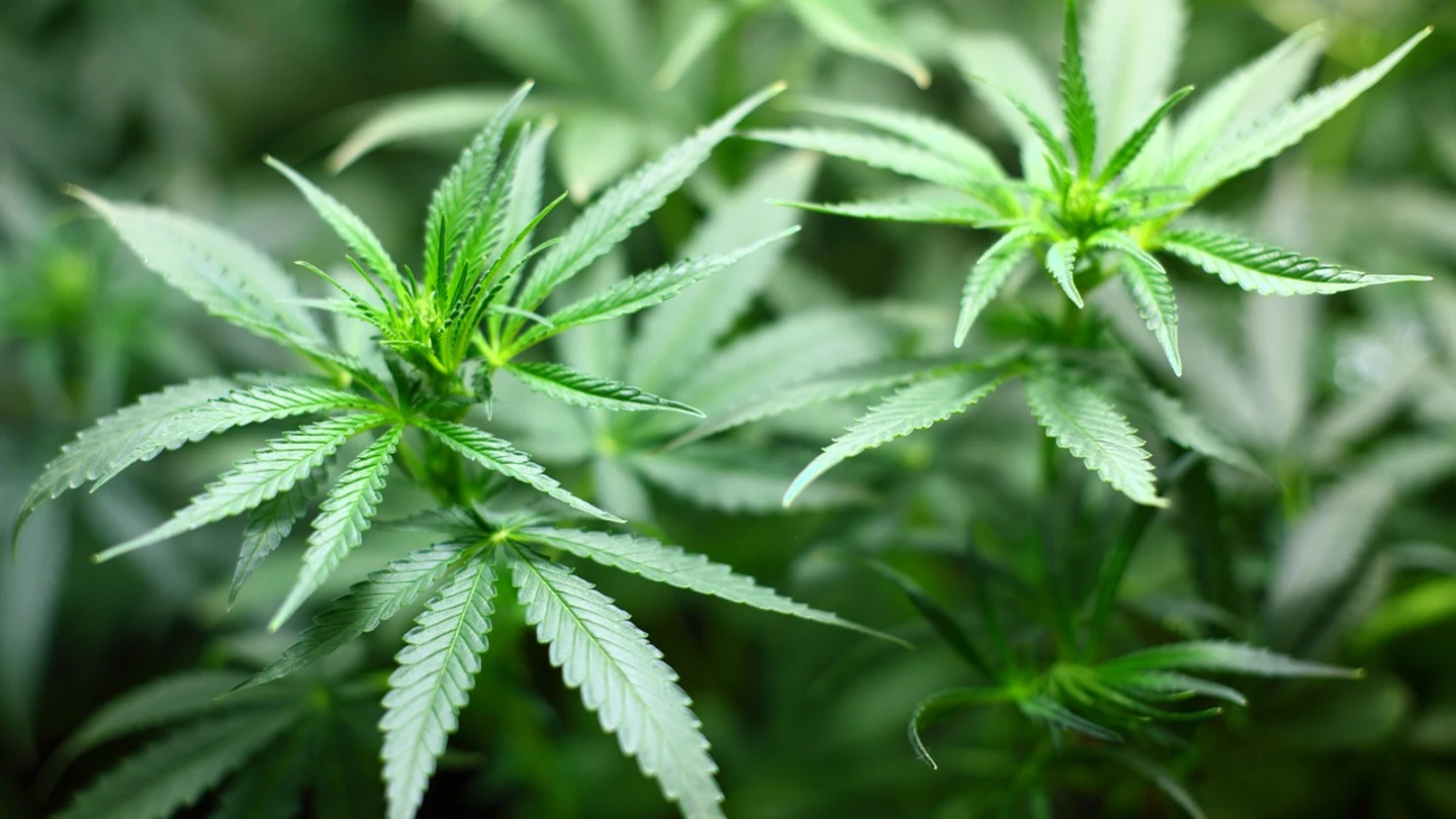 Planta de Marihuana Planta de Marihuana