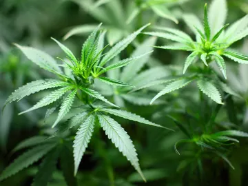 Planta de Marihuana Planta de Marihuana