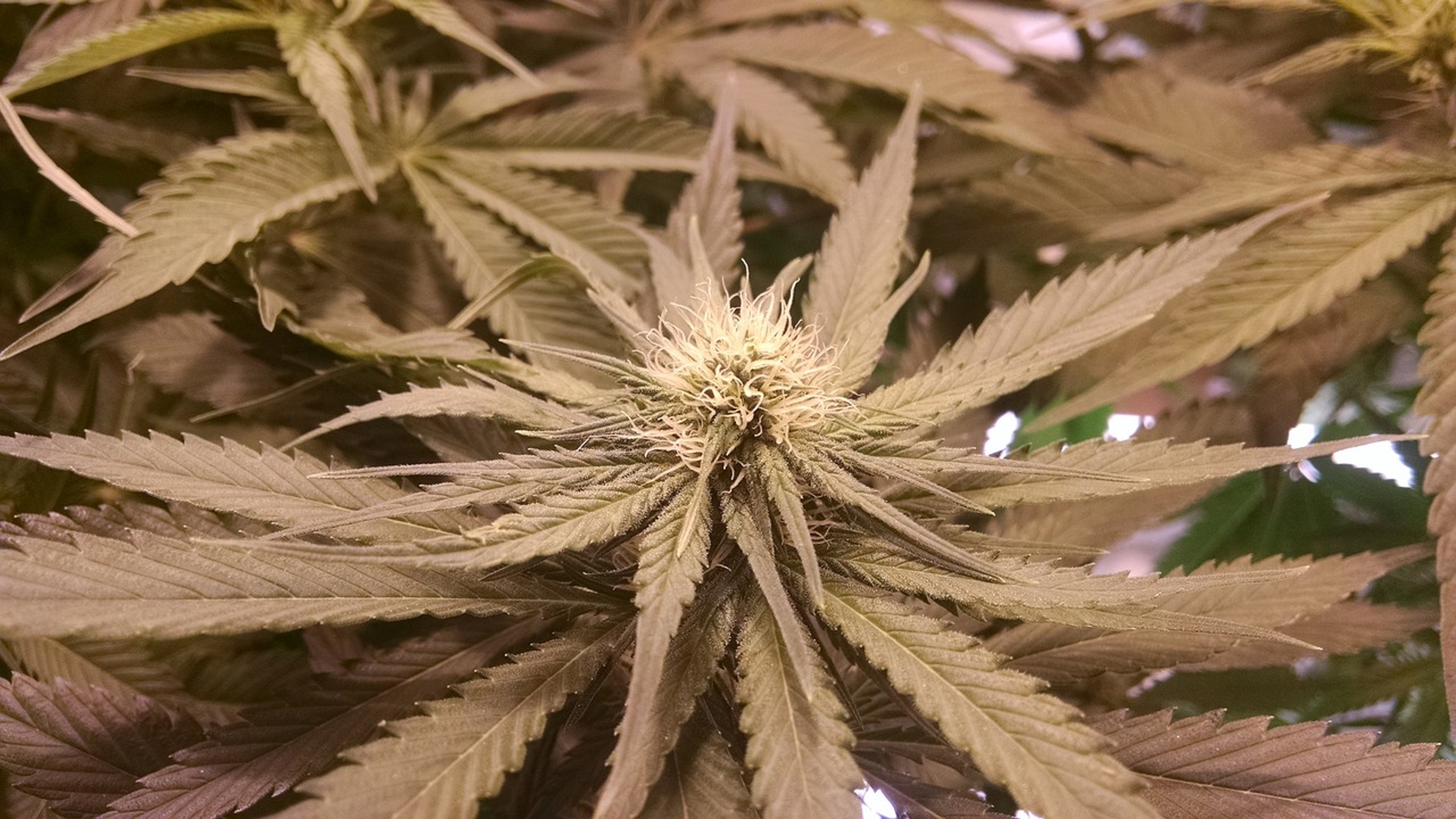 Marihuana