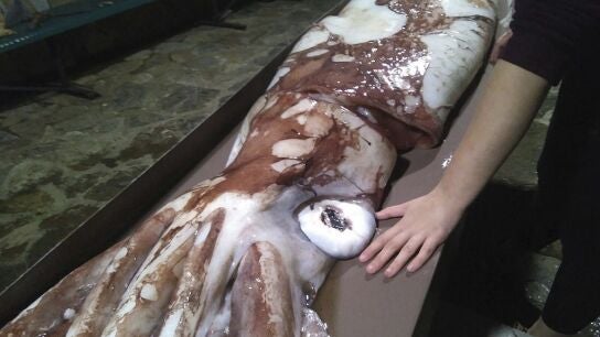 Fotograf&iacute;a facilitada por Cepesma, la Coordinadora para el Estudio y la Protecci&oacute;n de las Especies Marinas, de una cr&iacute;a de calamar gigante
