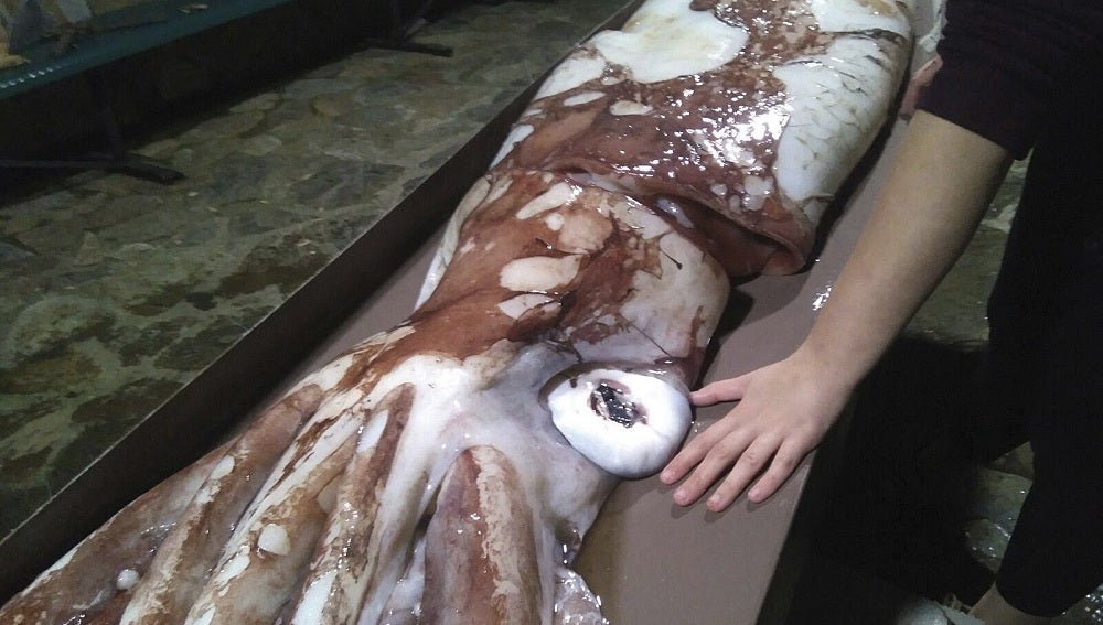Fotografía facilitada por Cepesma, la Coordinadora para el Estudio y la Protección de las Especies Marinas, de una cría de calamar gigante
