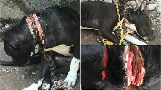 Terrible estado del perro rescatado en México con una cadena incrustada en el cuello Terrible estado del perro rescatado en México con una cadena incrustada en el cuello