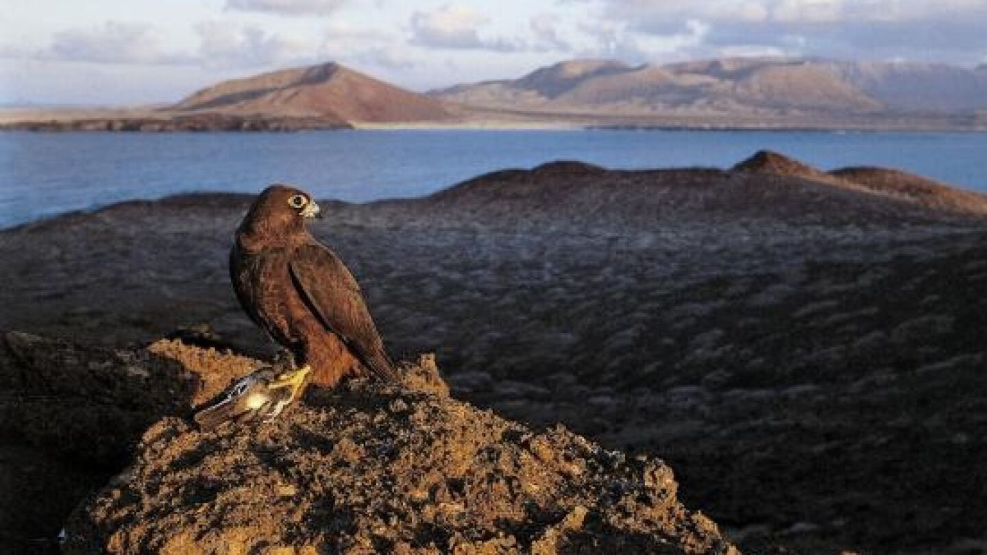 Un halc&oacute;n en libertad