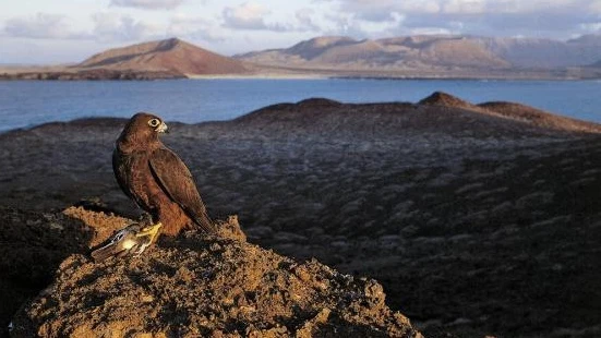 Un halcón en libertad Un halcón en libertad