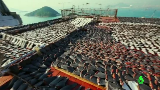 Frame 43.259874 de: ANIMALES Y CONTAMINACION Frame 43.259874 de: ANIMALES Y CONTAMINACION