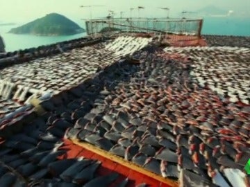 Frame 43.259874 de: ANIMALES Y CONTAMINACION Frame 43.259874 de: ANIMALES Y CONTAMINACION