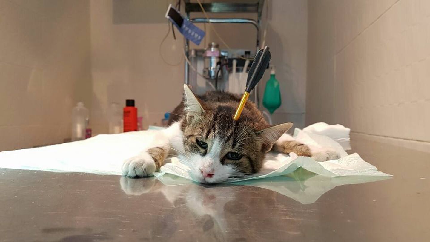 Dante, el gato que fue atacado en Toledo