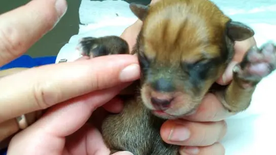 Uno de los cachorros encontrados Uno de los cachorros encontrados