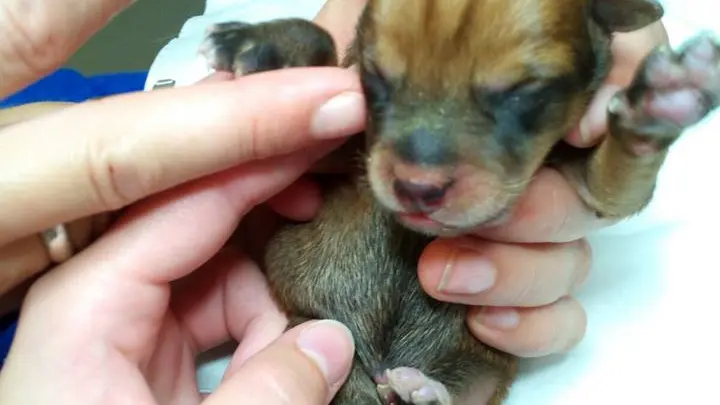 Uno de los cachorros encontrados