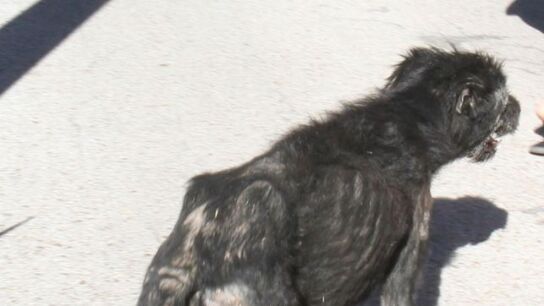 Fotograf&iacute;a de uno de los perros de Jos&eacute; Luis Moreno