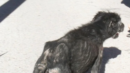 Fotografía de uno de los perros de José Luis Moreno Fotografía de uno de los perros de José Luis Moreno