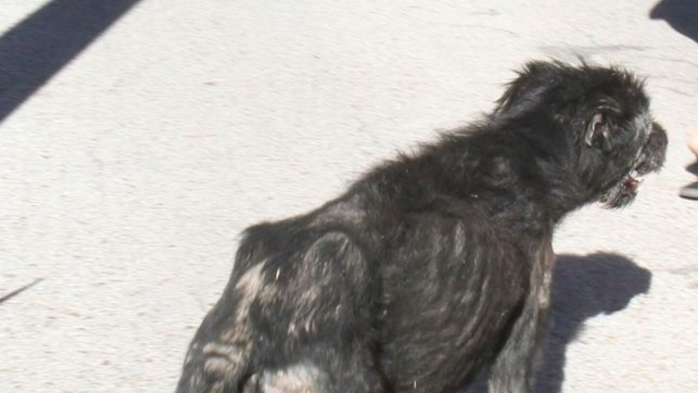 Fotograf&iacute;a de uno de los perros de Jos&eacute; Luis Moreno