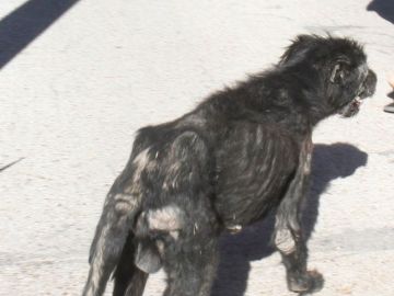 Fotografía de uno de los perros de José Luis Moreno Fotografía de uno de los perros de José Luis Moreno
