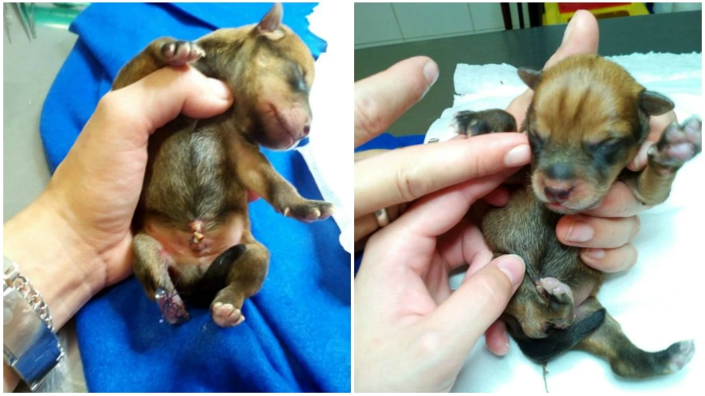 Dos de los cachorros abandonados Dos de los cachorros abandonados