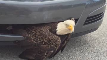 El águila atrapada
