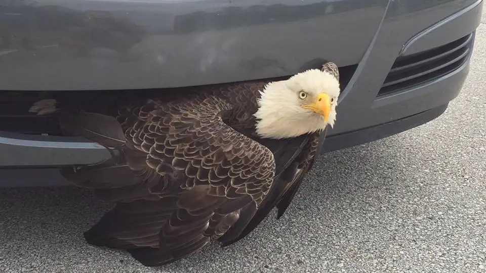 El águila atrapada El águila atrapada