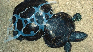 Una tortuga que nació atrapada en un envase de latas