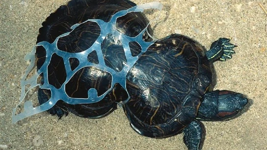 Una tortuga que nació atrapada en un envase de latas Una tortuga que nació atrapada en un envase de latas