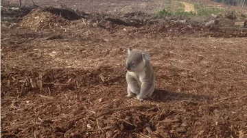 Un koala que se ha quedado sin hogar