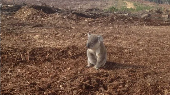 Un koala que se ha quedado sin hogar Un koala que se ha quedado sin hogar