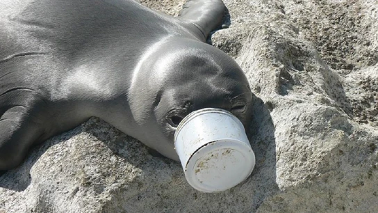 La foca que tuvo que ser rescatada tras quedarse atrapada en un bote La foca que tuvo que ser rescatada tras quedarse atrapada en un bote