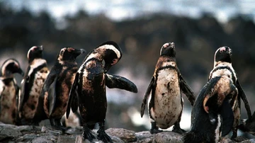 Pingüinos bañados en petróleo