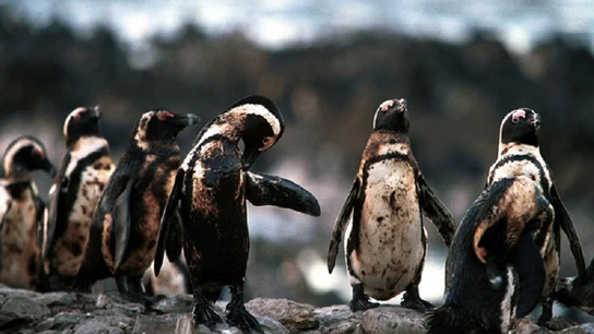 Pingüinos bañados en petróleo Pingüinos bañados en petróleo
