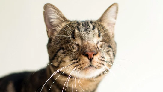 Gato pardo Gato pardo
