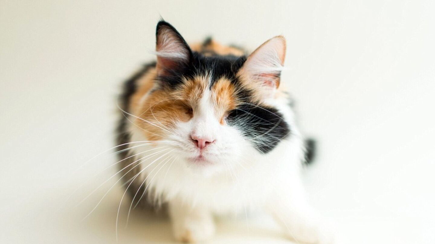 Gato
