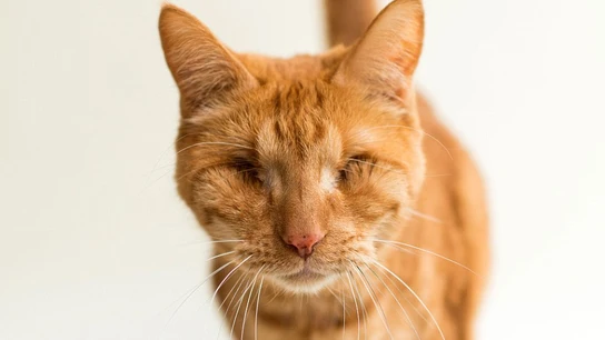 Gato Gato