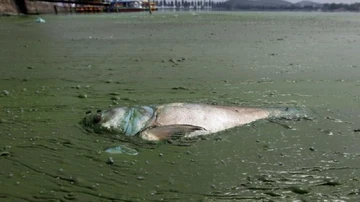 La contaminación acaba con los peces de los ríos