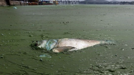 La contaminación acaba con los peces de los ríos La contaminación acaba con los peces de los ríos