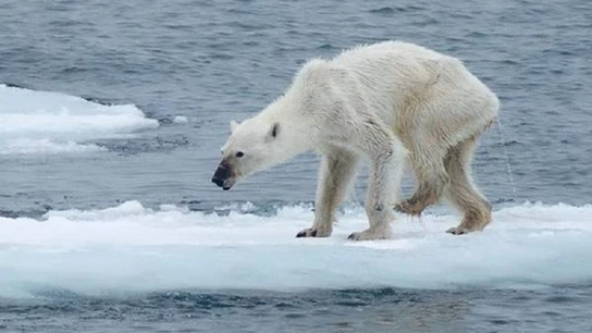 Oso polar Oso polar