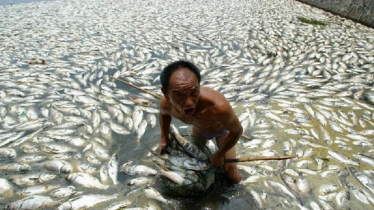 Un río lleno de peces muertos Un río lleno de peces muertos