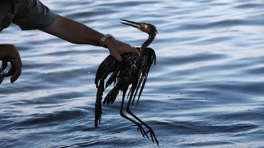 Un pájaro atrapado en un vertido de petróleo Un pájaro atrapado en un vertido de petróleo