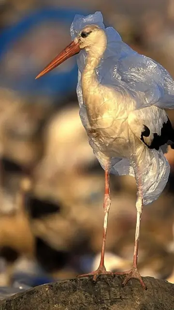 Un pájaro atrapado en una bolsa Un pájaro atrapado en una bolsa
