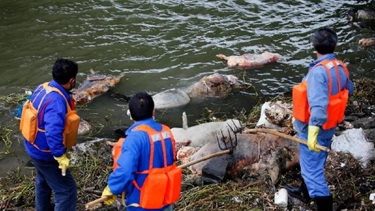 Cerdos aparecen muertos en un río chino Cerdos aparecen muertos en un río chino