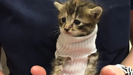 Pipes, una gatita que usa un calcetín como jersey Pipes, una gatita que usa un calcetín como jersey