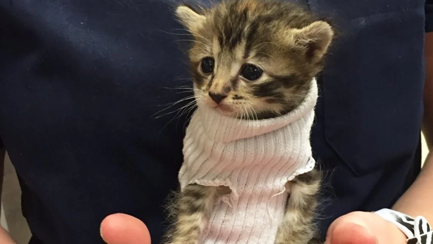 Pipes, una gatita que usa un calcetín como jersey Pipes, una gatita que usa un calcetín como jersey
