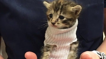 Pipes, una gatita que usa un calcetín como jersey