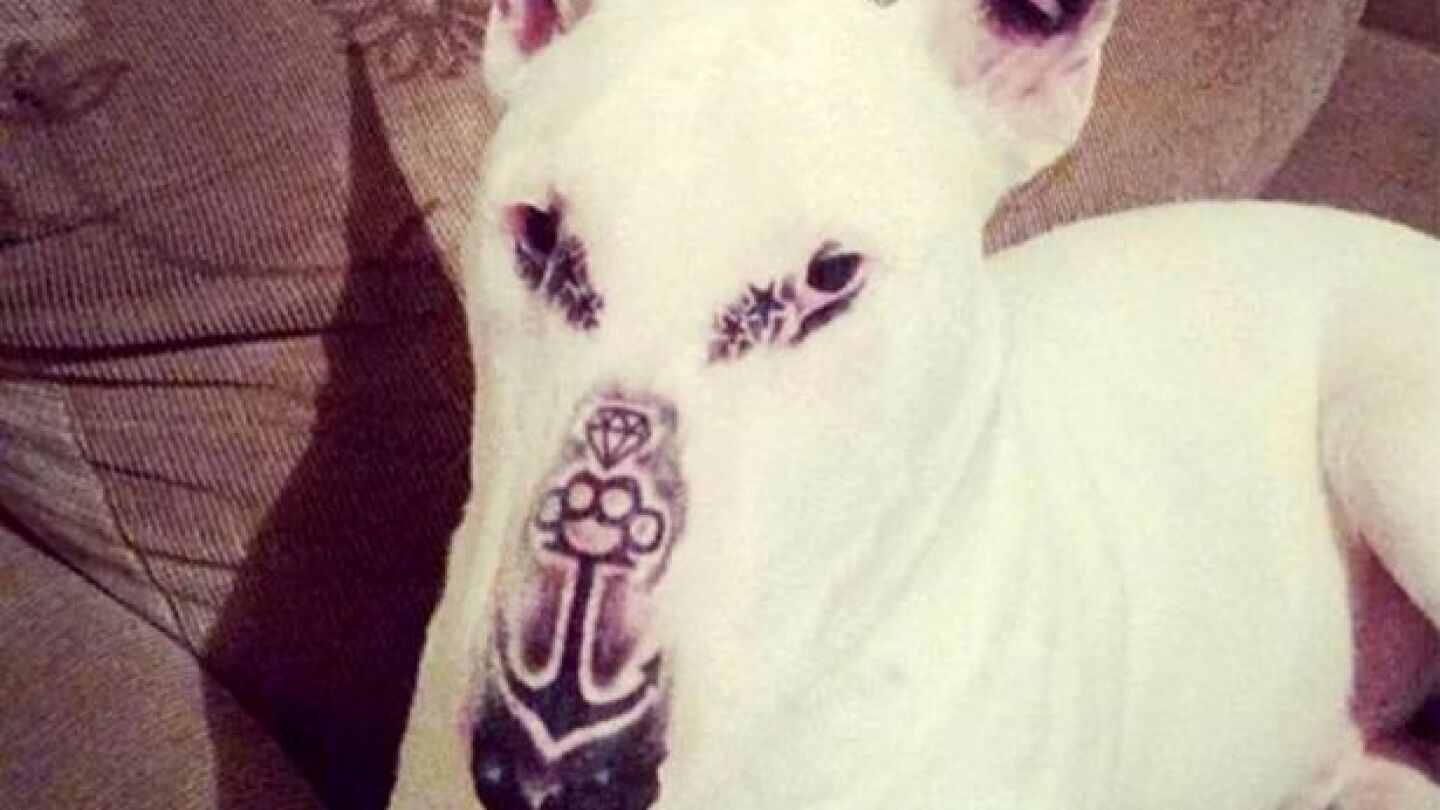 El perro tiene cinco tatuajes en distintas zonas de su cara