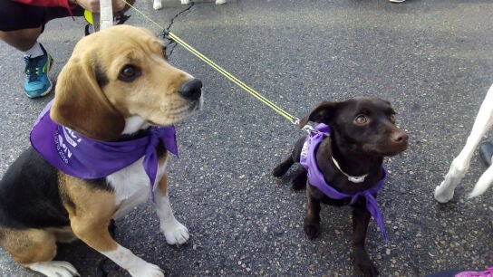Dos de los perros que han participado en el Perrot&oacute;n