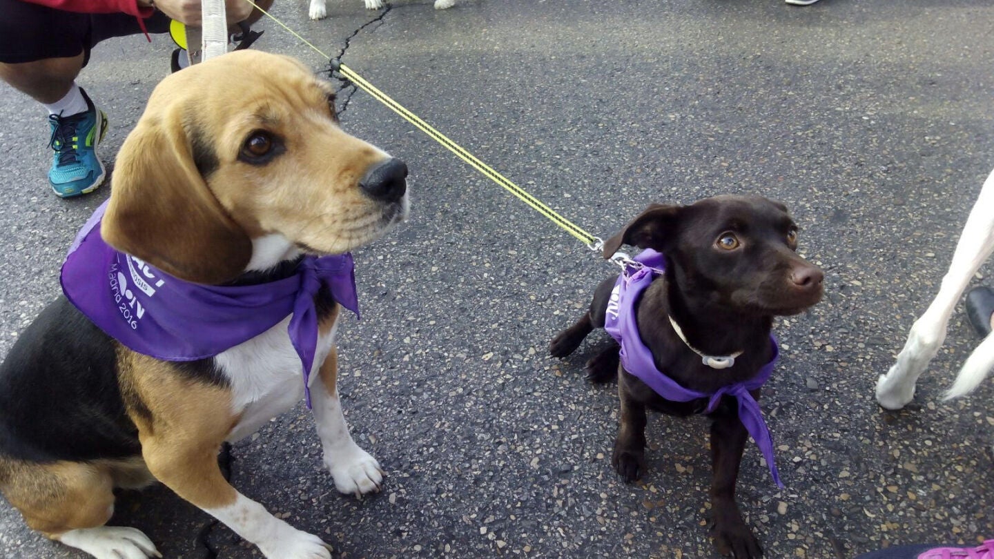 Dos de los perros que han participado en el Perrot&oacute;n