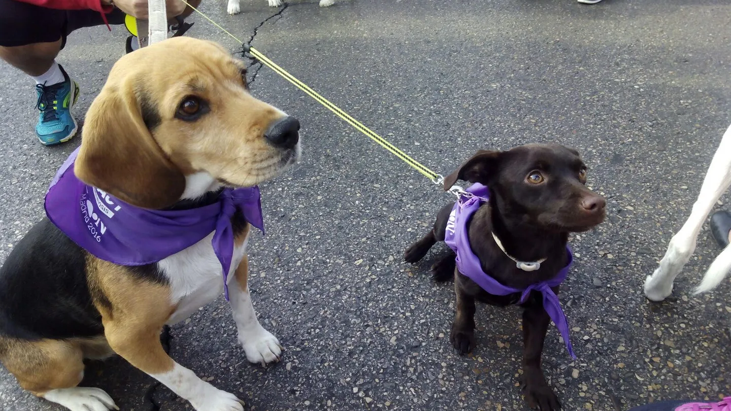 Dos de los perros que han participado en el Perrotón Dos de los perros que han participado en el Perrotón