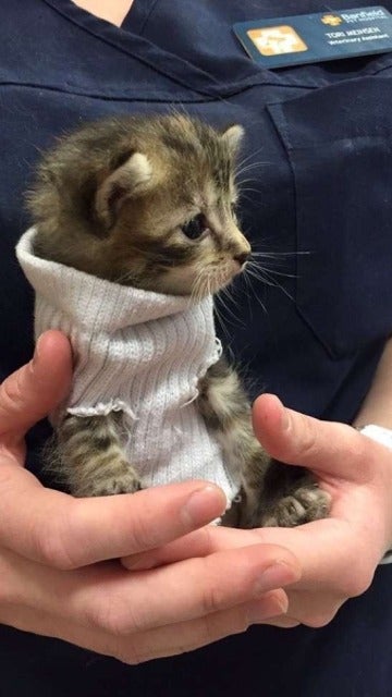 Pipes, una gatita que usa un calcetín como jersey