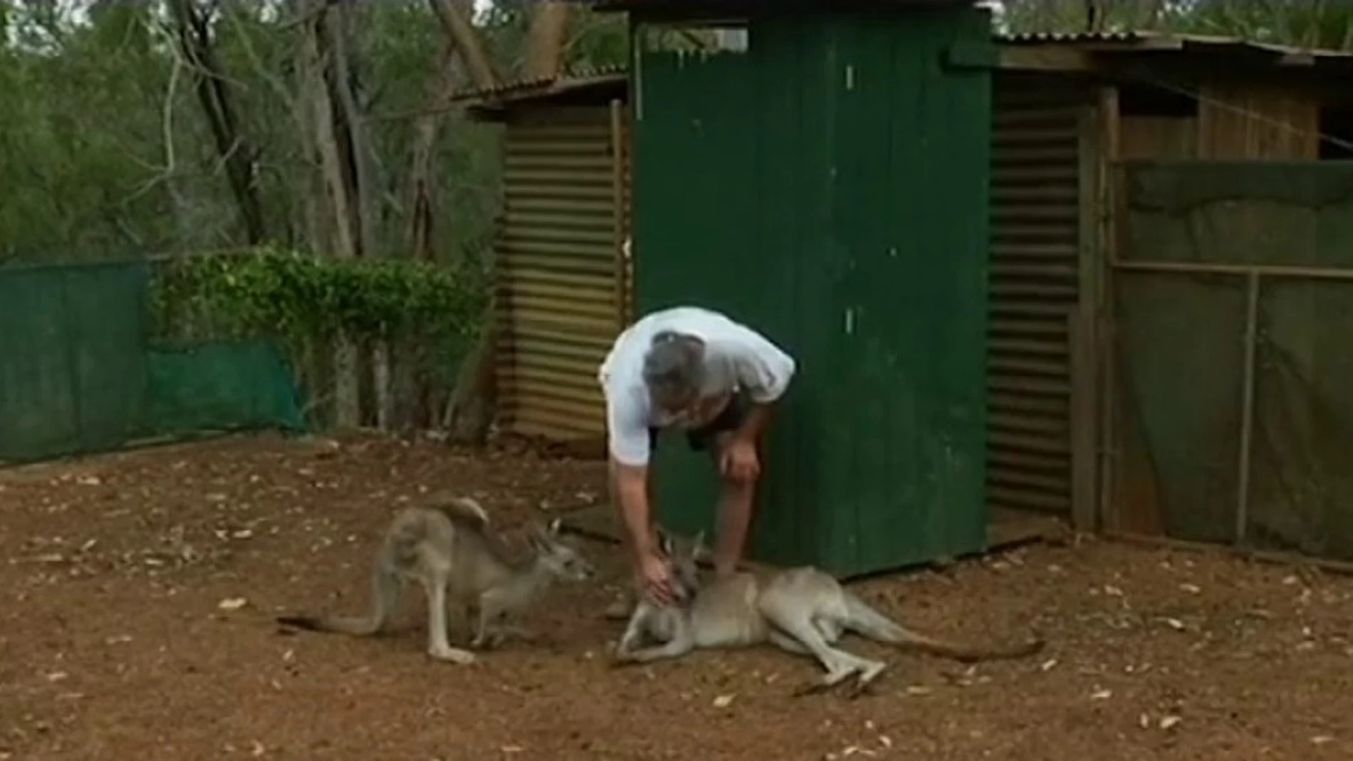 Un hombre cuida de dos canguros