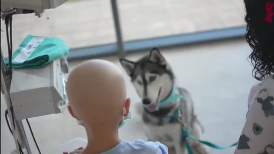 Imagen de un perro con un paciente menor en un hospital Imagen de un perro con un paciente menor en un hospital